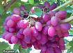 Виноград кардинал