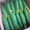 Огурец колючий тепличный Эстафета