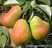 Груша крымская
