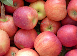 Яблоко Флорина Яблоко Флорина