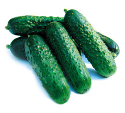 Огурец короткоплодный колючий