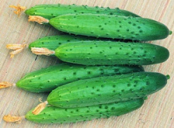 Огурец колючий тепличный Эстафета Огурец колючий тепличный Эстафета