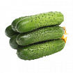Огурец короткоплодный колючий