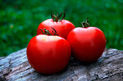 Томат красный с/х "Тепличный"
