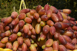 Виноград "Президент"