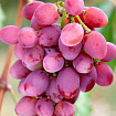 Виноград киш миш розовый